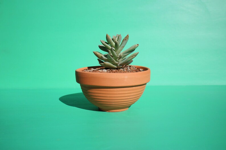 
  
  Modern Minimalist Matte Planter Pot Vase
  
