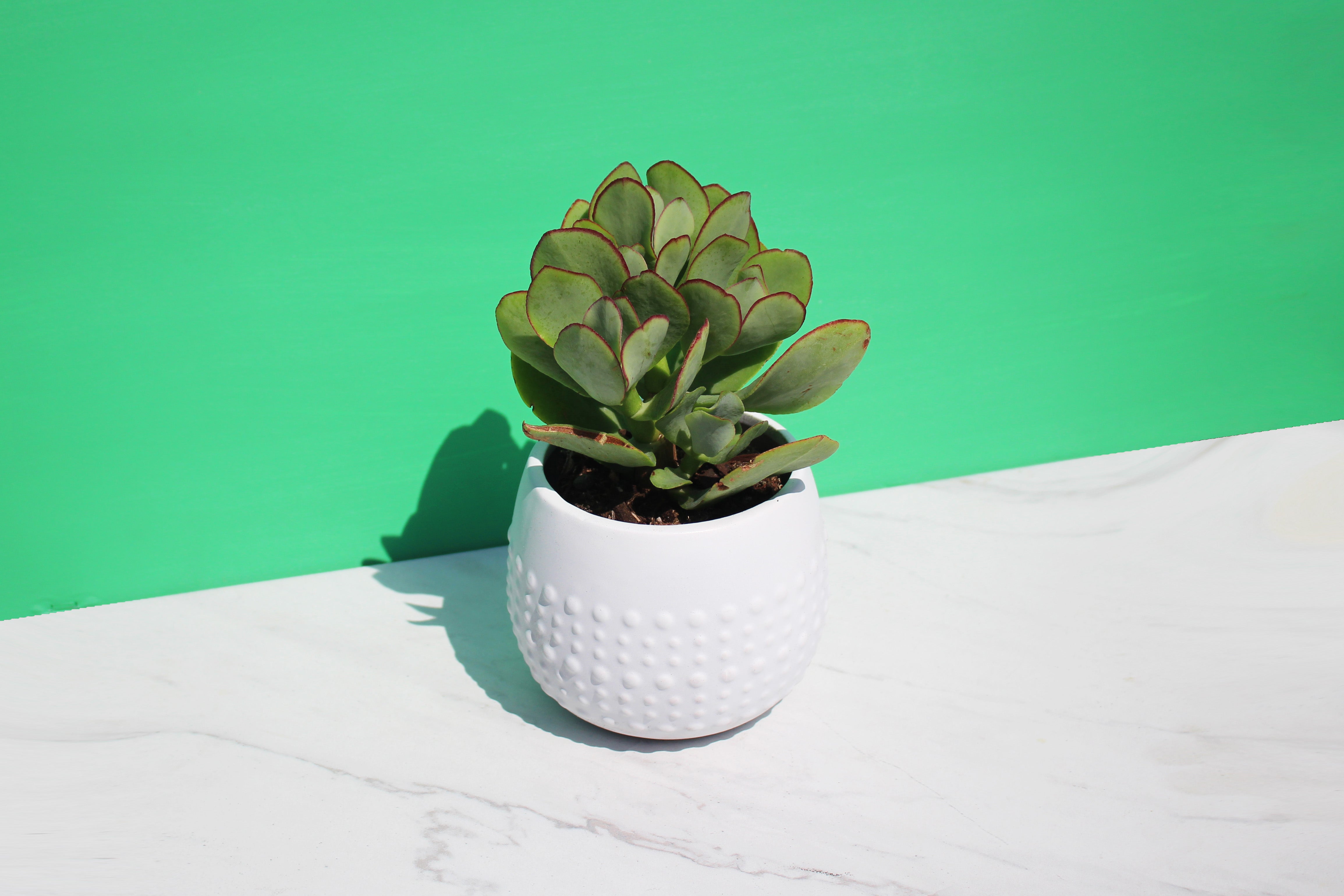 
  
  Modern Minimalist Round Dotted Planter Pot Vase
  
